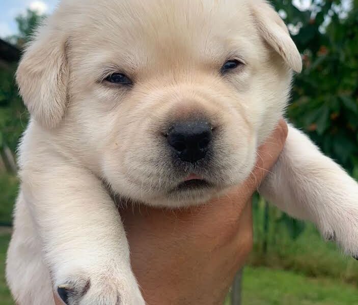 Štenci Labrador Retrivera