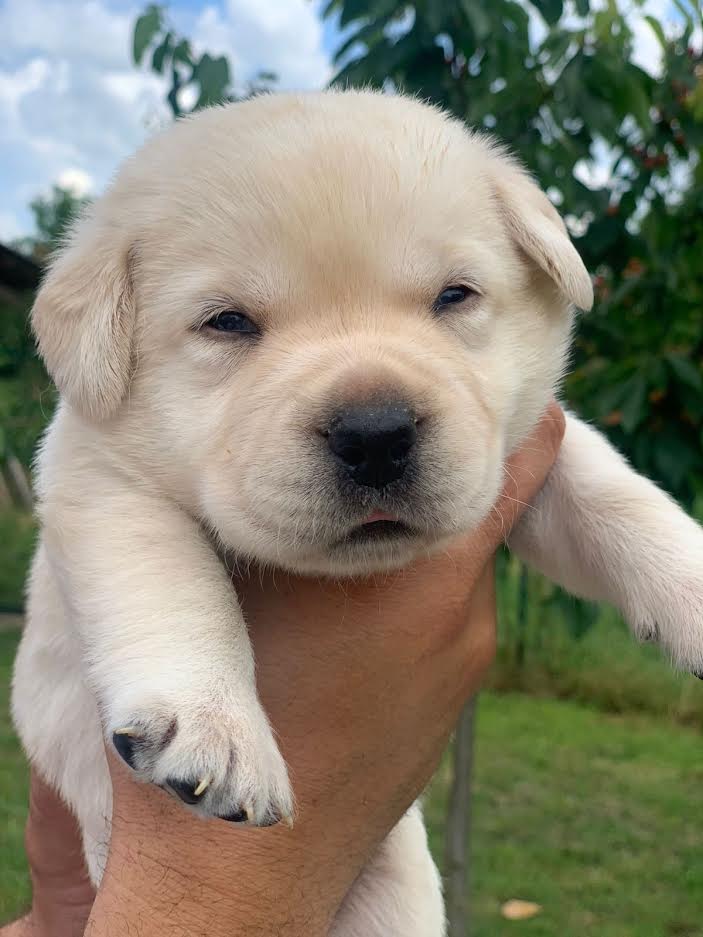 Štenci Labrador Retrivera