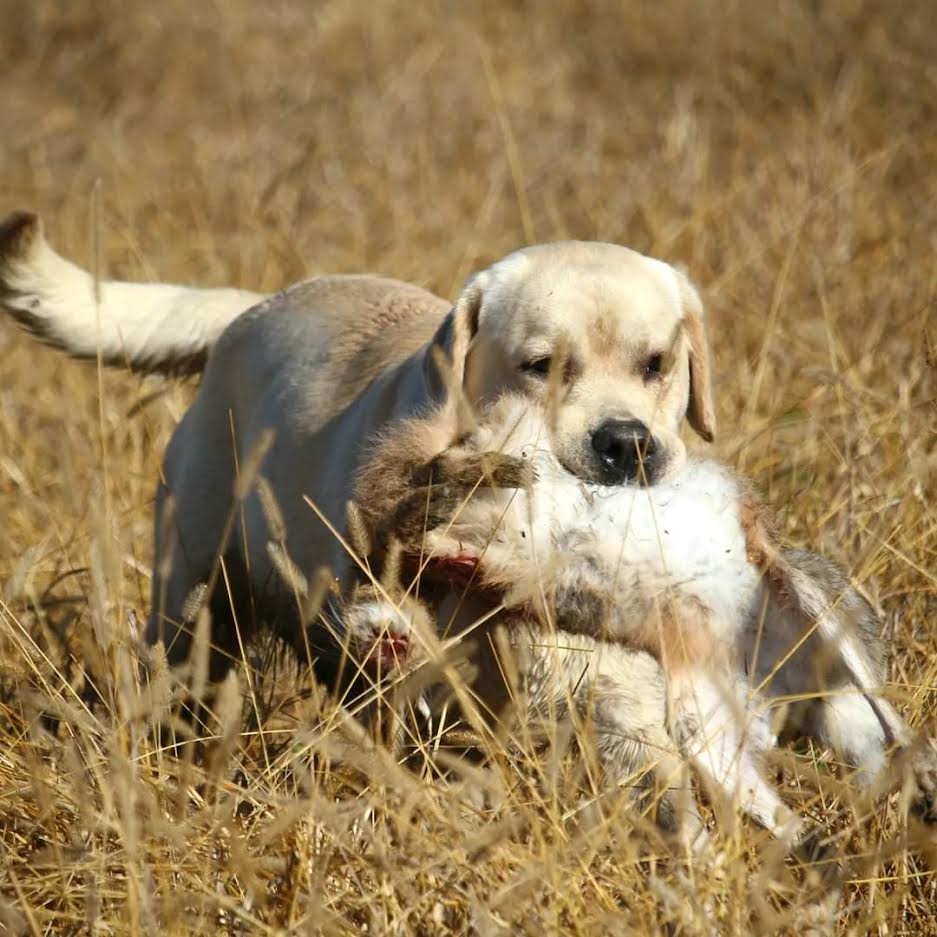 Štenci Labrador Retrivera