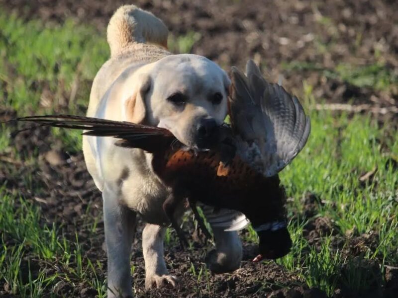 Štenci Labrador Retrivera