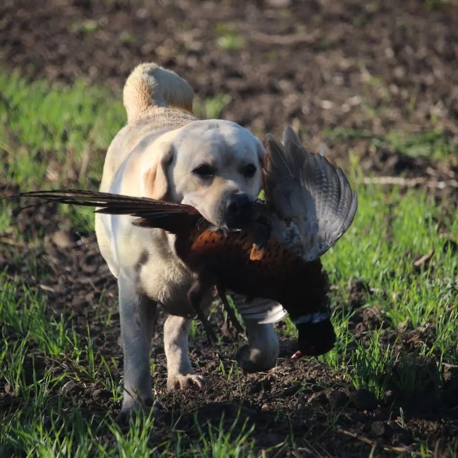 Štenci Labrador Retrivera