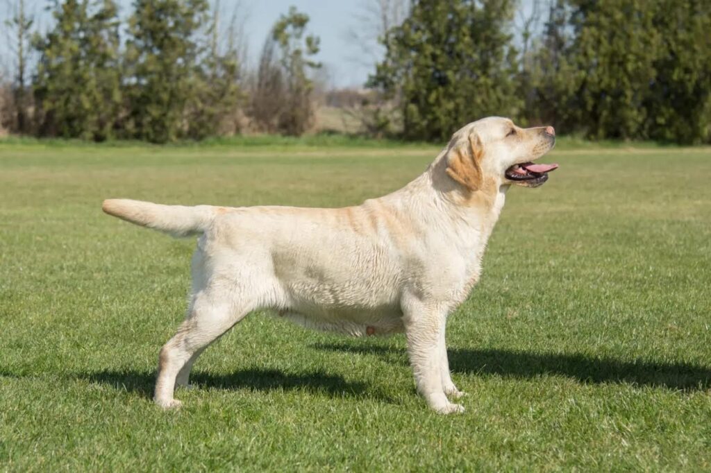 Štenci Labrador Retrivera