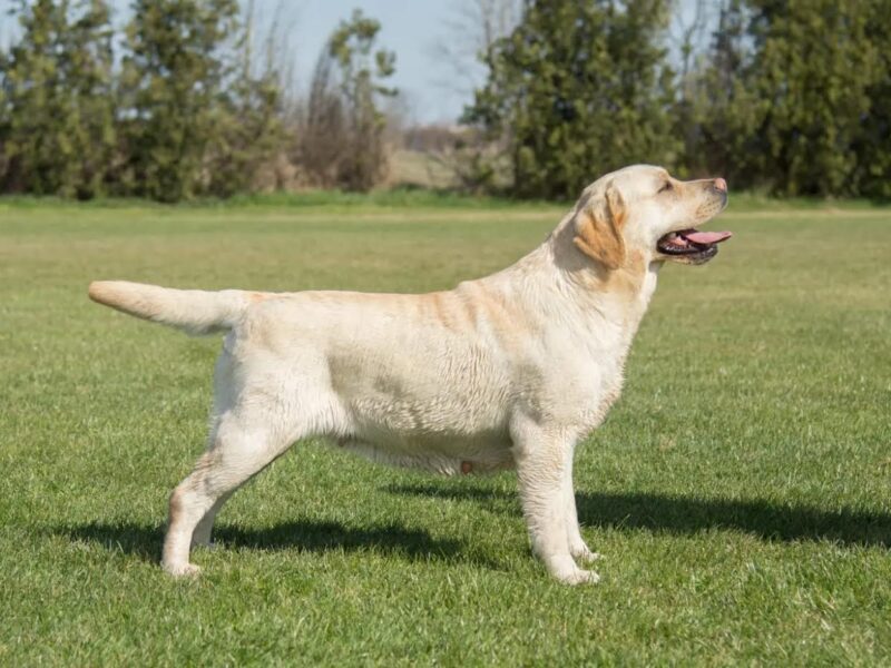 Štenci Labrador Retrivera