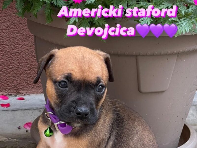 Američki stafordski terijer štenci