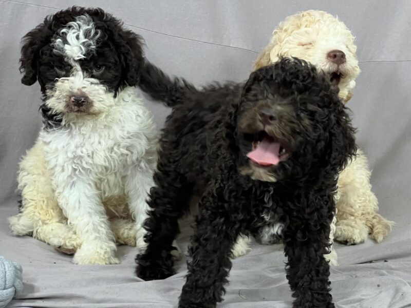 Lagotto Romagnolo PRELEPI štenci