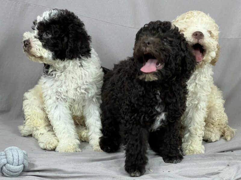 Lagotto Romagnolo PRELEPI štenci