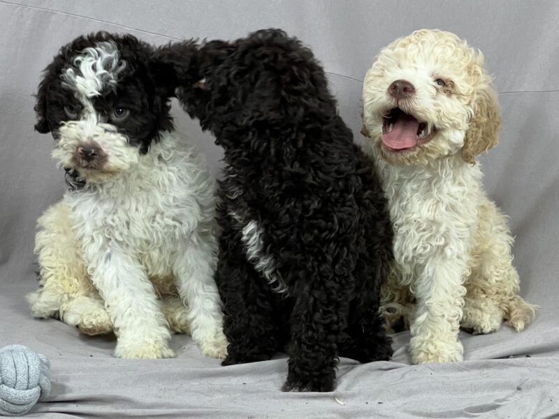 Lagotto Romagnolo PRELEPI štenci