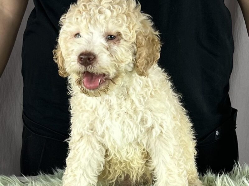 Lagotto Romagnolo PRELEPI štenci