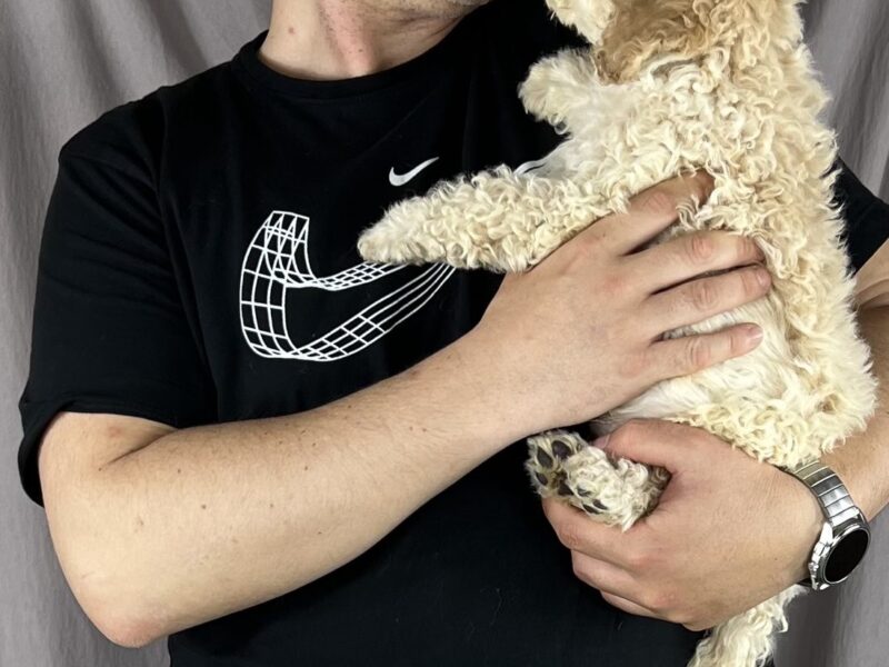 Lagotto Romagnolo PRELEPI štenci