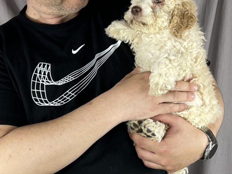 Lagotto Romagnolo PRELEPI štenci