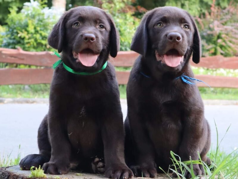 Labrador retriver čokoladno štene