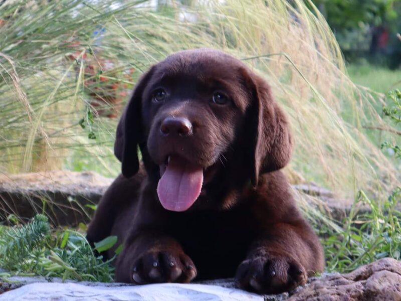 Labrador retriver čokoladno štene