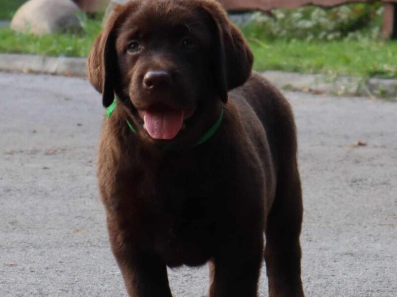 Labrador retriver čokoladno štene