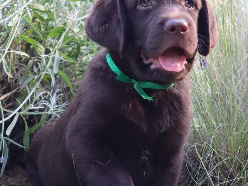 Labrador retriver čokoladno štene