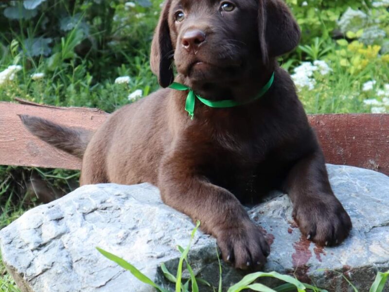 Labrador retriver čokoladno štene