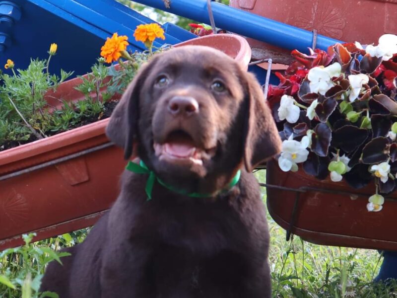 Labrador retriver čokoladno štene