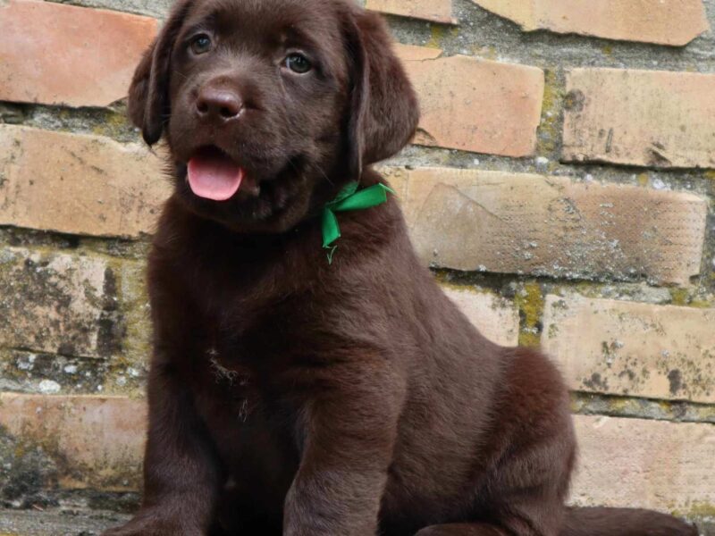 Labrador retriver čokoladno štene