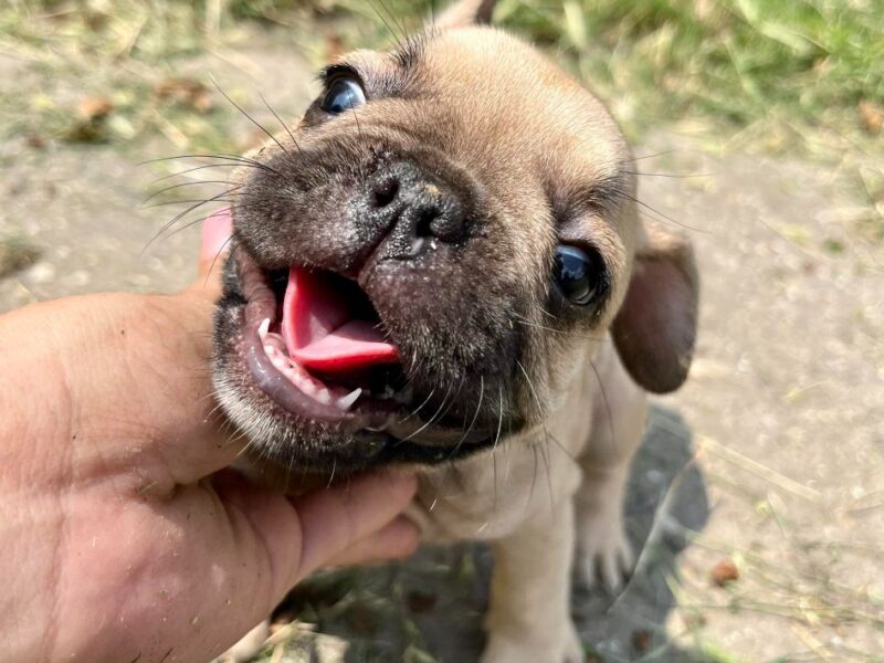 Francuski Buldog PRELEPI štenci