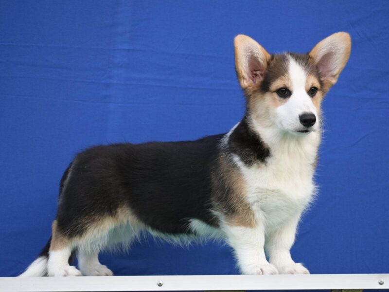 Velski korgi/Welsh Corgi Pembroke