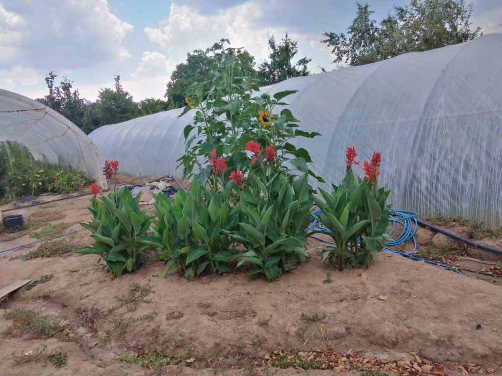 Prodajem kucu sa poslovnim prostorom Arandjelovac-Banja