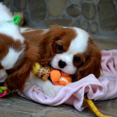 Cavalier King Charles španiel - blenheim