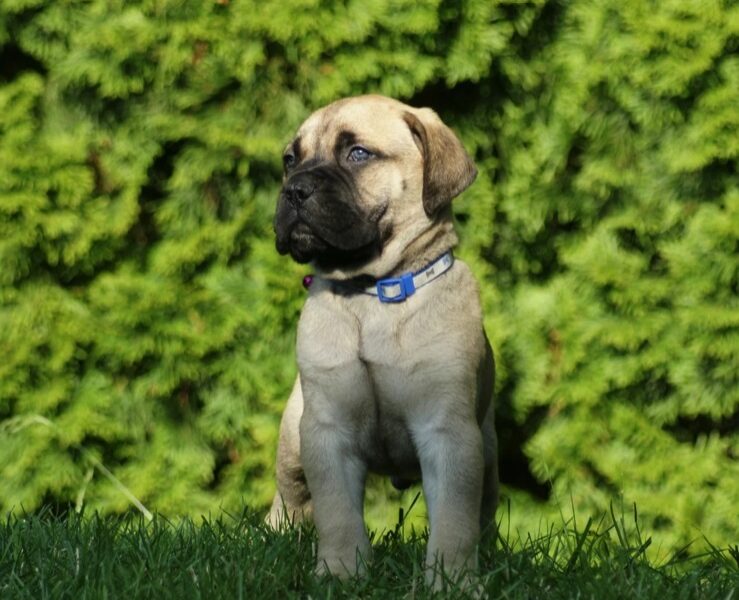 Bullmastiff stenci