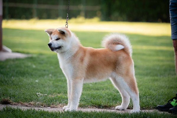 Akita Inu