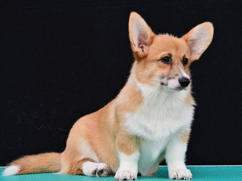 Velski korgi/Welsh Corgi Pembroke