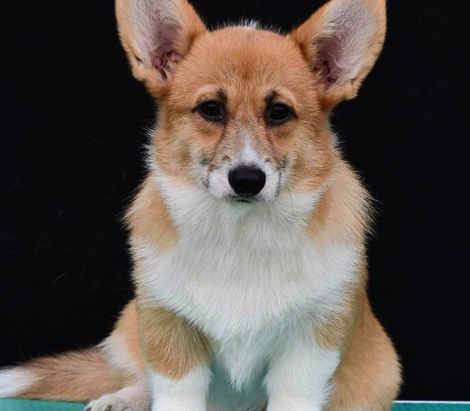 Velski korgi/Welsh Corgi Pembroke