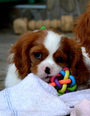 Cavalier King Charles španiel - blenheim