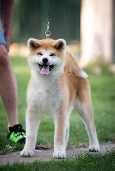 Akita Inu