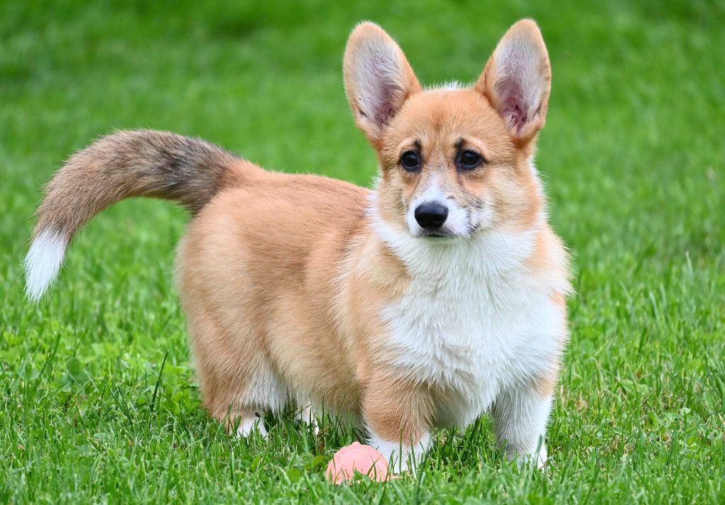 Velski korgi/Welsh Corgi Pembroke
