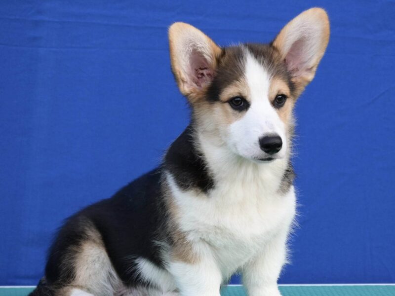 Velski korgi/Welsh Corgi Pembroke