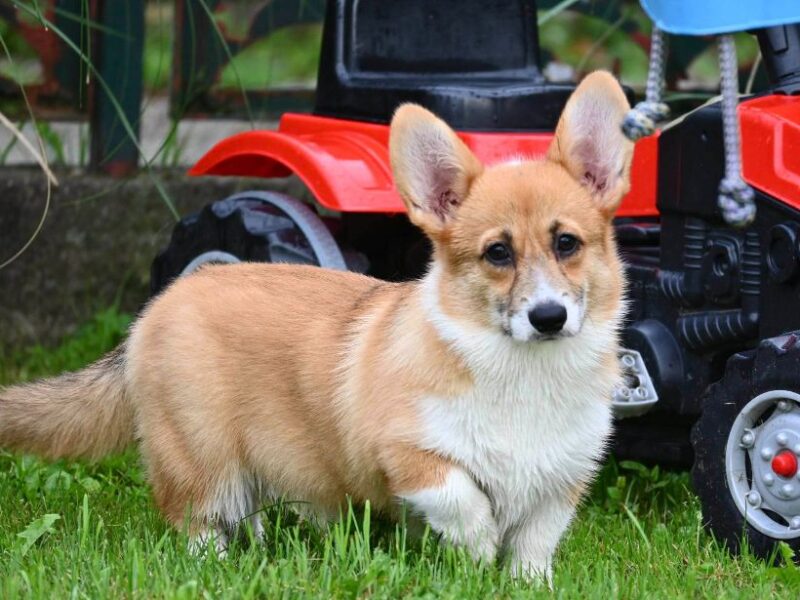 Velski korgi/Welsh Corgi Pembroke