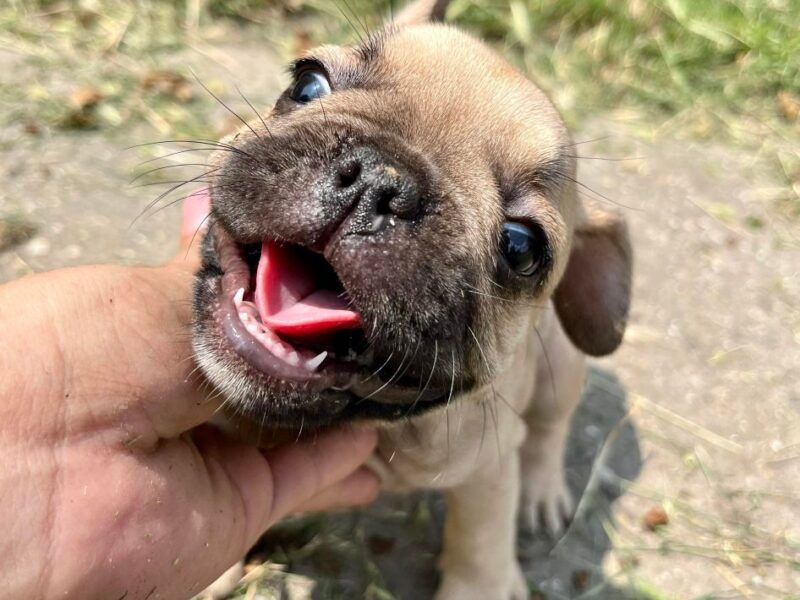 Francuski Buldog PRELEPI štenci