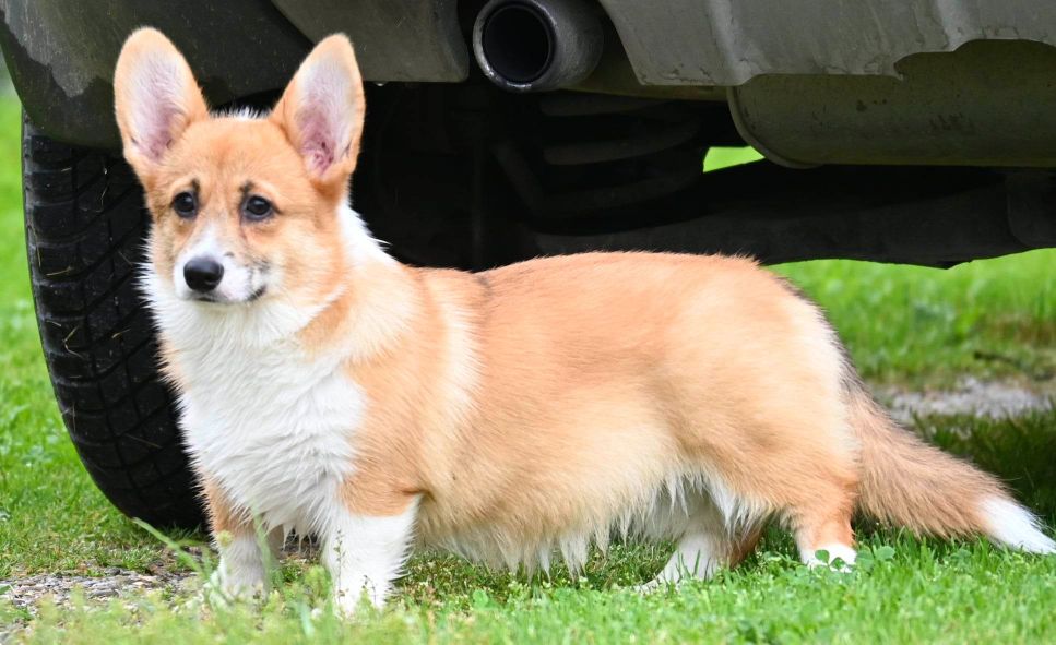 Velski korgi/Welsh Corgi Pembroke