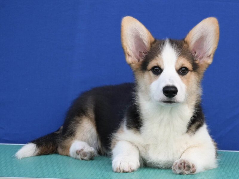 Velski korgi/Welsh Corgi Pembroke