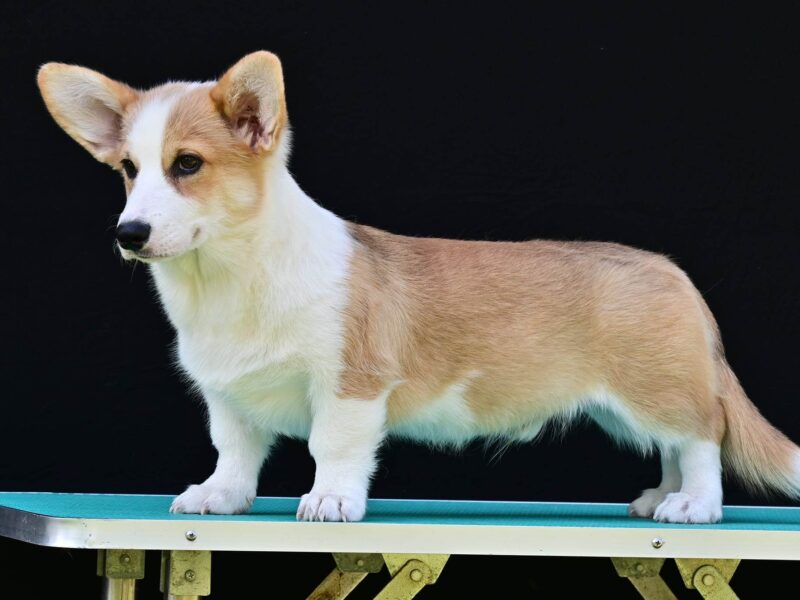 Velski korgi/Welsh Corgi Pembroke