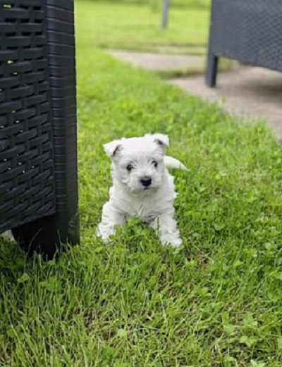 Westie terijer