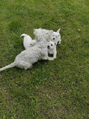 Westie terijer