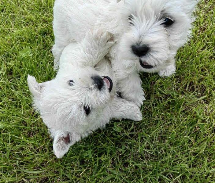 Westie terijer