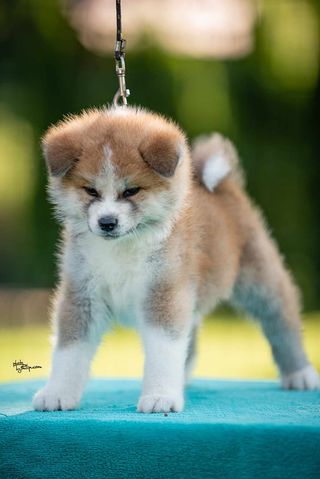 Akita Inu