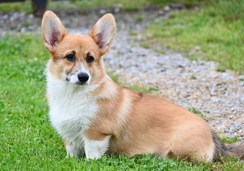 Velski korgi/Welsh Corgi Pembroke