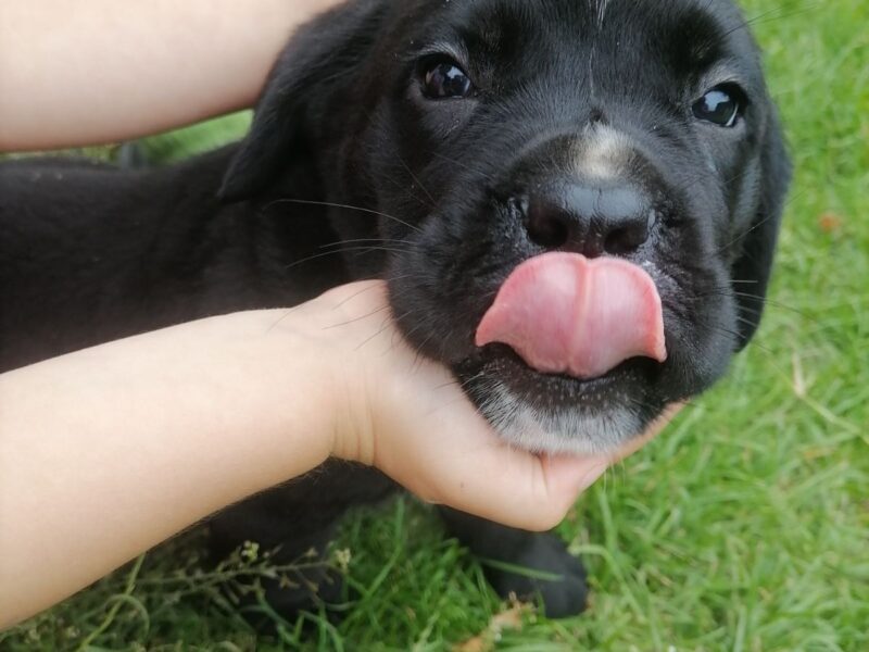 Cane Corso štenci