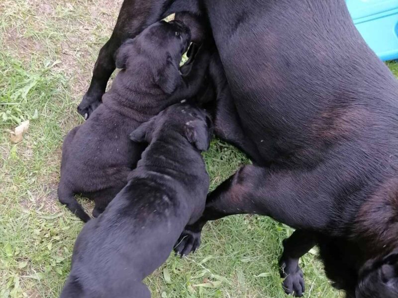 Cane Corso štenci