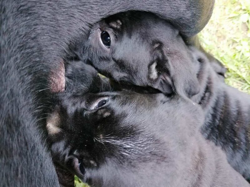 Cane Corso štenci