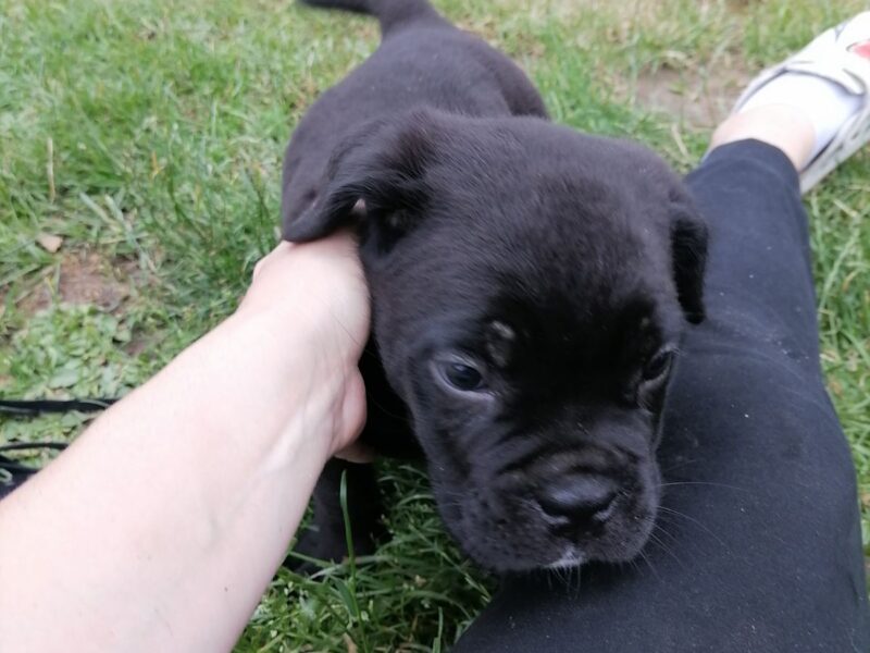 Cane Corso štenci