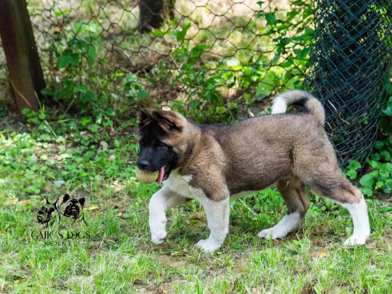 Američka akita PRELEPI štenci