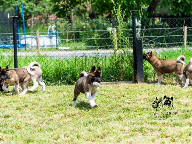 Američka akita PRELEPI štenci