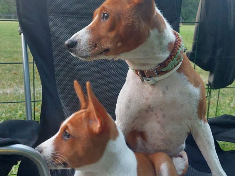 TOP stenci Basenji